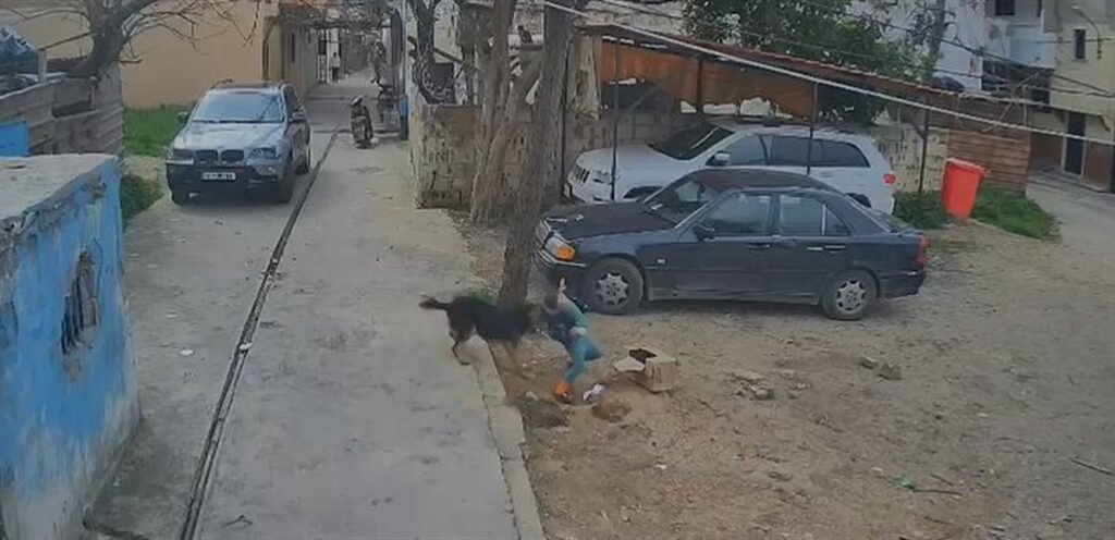 حادثة مؤلمة.. وفاة طفل هاجمه كلب شارد في مخيم الرشيدية
