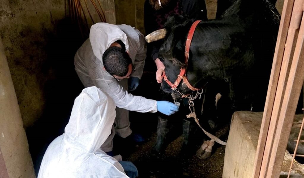 الأمن الغذائي في لبنان تحت الاختبار… “الزراعة” تحاصر الحمى القلاعية !