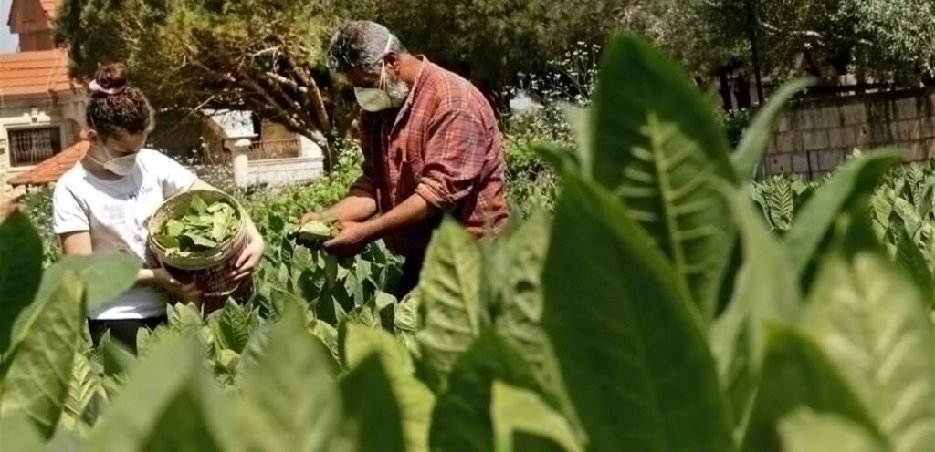 “ضربة” تطالُ “زراعة لبنان”.. ونداء من “رئيس اتحاد الفلاحين”