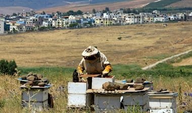 الحرب على النحل والنحالين: 84 شهيداً وآلاف الخلايا المدمرة