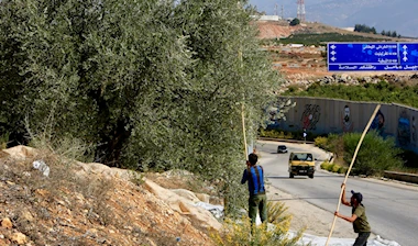 إبادة بيئية في الجنوب: العدو يسرق الزيتون!