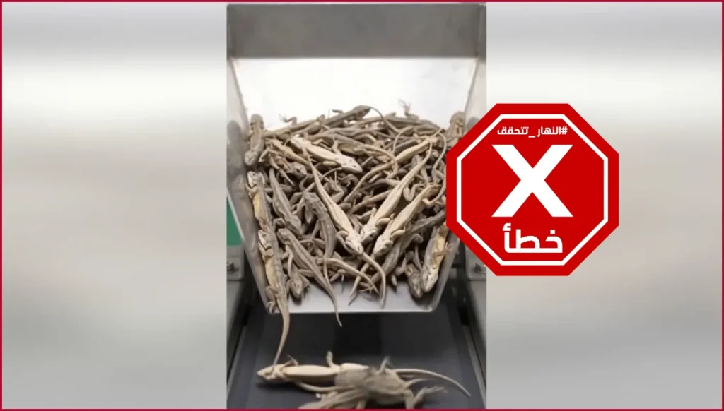 تصنيع النودلز من دقيق حيوانات أبو بريص؟ النهار تتحقق FactCheck
