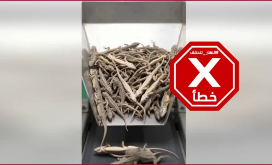 تصنيع النودلز من دقيق “الأبو بريص”؟