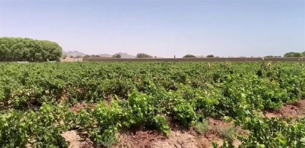 خطر يداهم المحاصيل الزراعية!