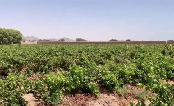خطر يداهم المحاصيل الزراعية!