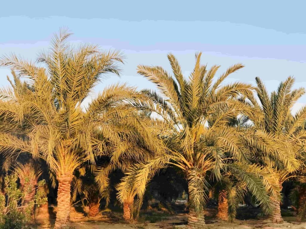 مصر تتصدر دول العالم في إنتاج التمور