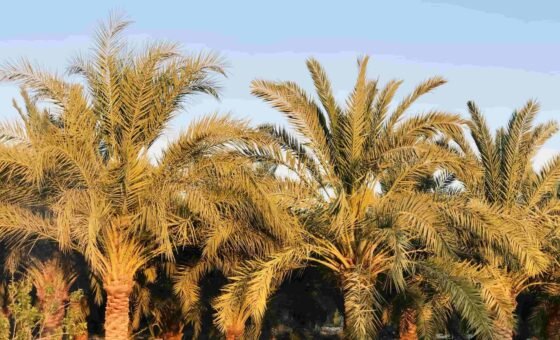 مصر تتصدر دول العالم في إنتاج التمور