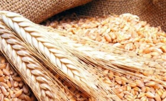 إنخفاض العقود الآجلة للقمح بعد إعلان ترامب عن “هدنة الطاقة” بين روسيا وأوكرانيا
